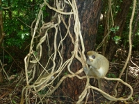 Barbados wildlife reserve