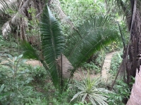 Rain forest, Sandy Bay