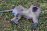Vervet monkey - kočkodan